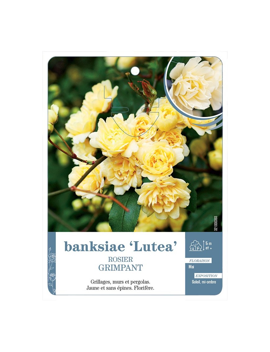 Rosier grimpant BANKSIAE LUTEA