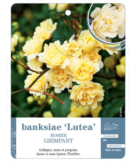 Rosier grimpant BANKSIAE LUTEA