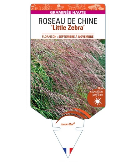 MISCANTHUS sinensis Little Zebra voir Roseau de Chine