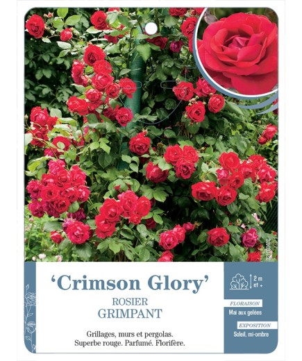 Rosier grimpant CRIMSON GLORY *