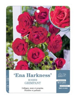 Rosier grimpant ENA HARKNESS *