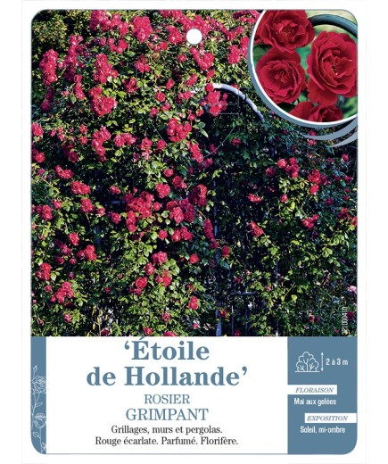 Rosier grimpant ETOILE DE HOLLANDE *