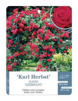 Rosier grimpant KARL HERBST *