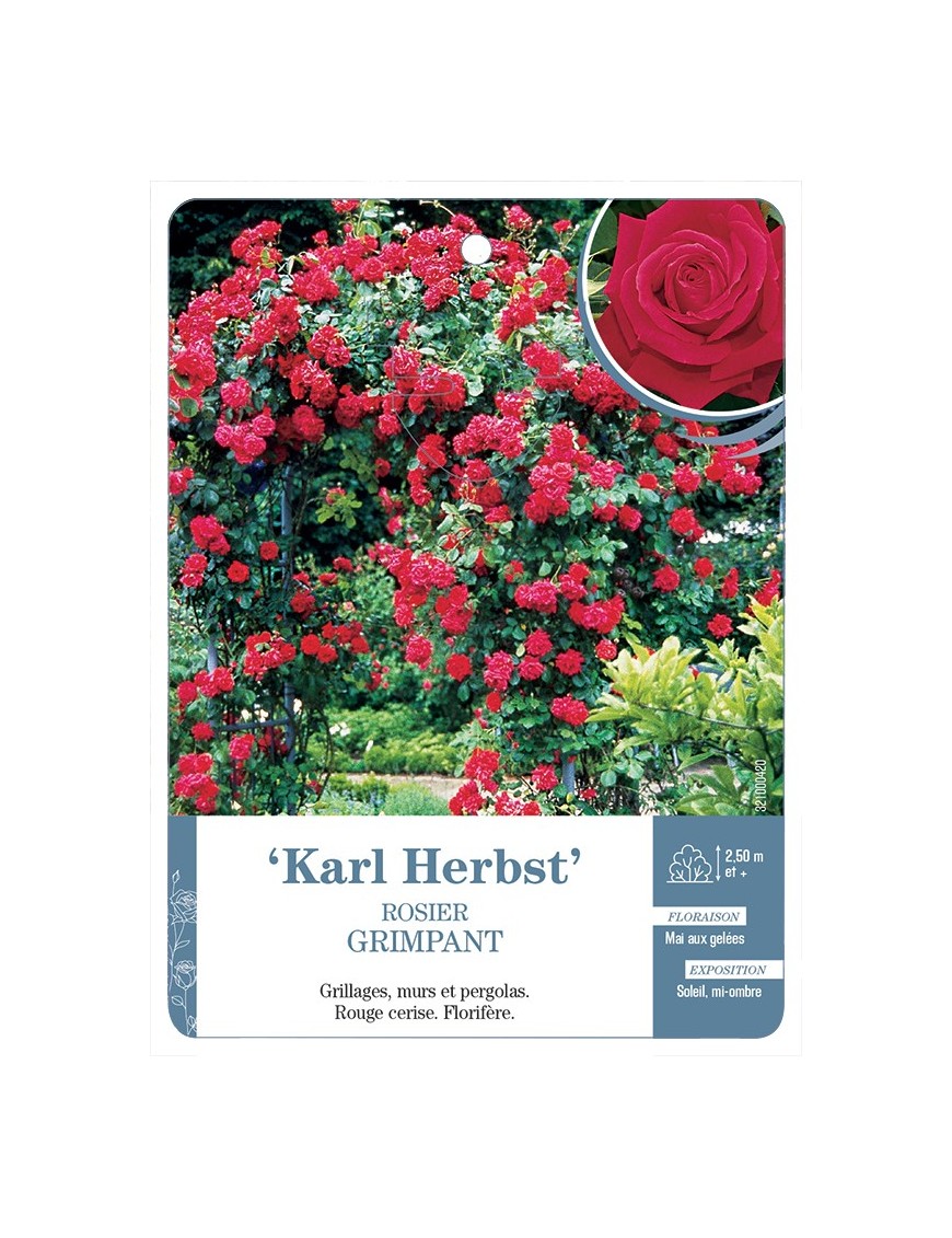 Rosier grimpant KARL HERBST *