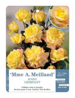 Rosier grimpant MME A. MEILLAND