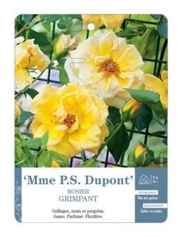 Rosier grimpant MME P.S. DUPONT *