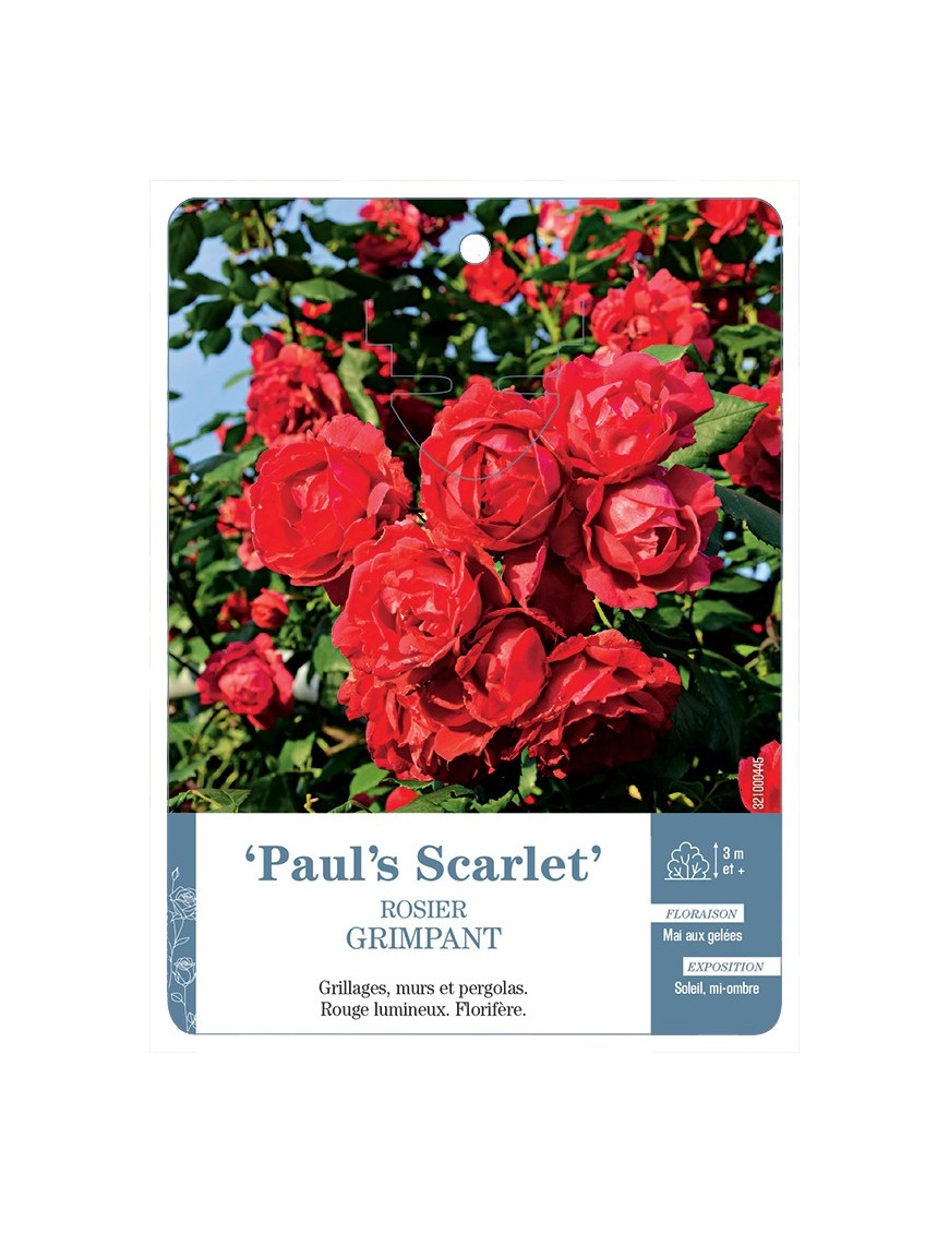 Rosier grimpant PAUL'S SCARLET *