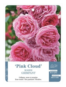 Rosier grimpant PINK CLOUD *