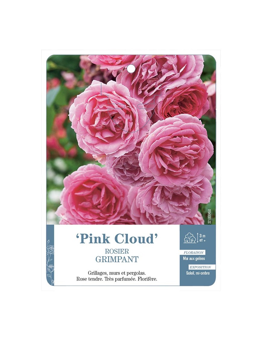 Rosier grimpant PINK CLOUD *