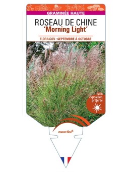 MISCANTHUS sinensis Morning Light voir Roseau de Chine