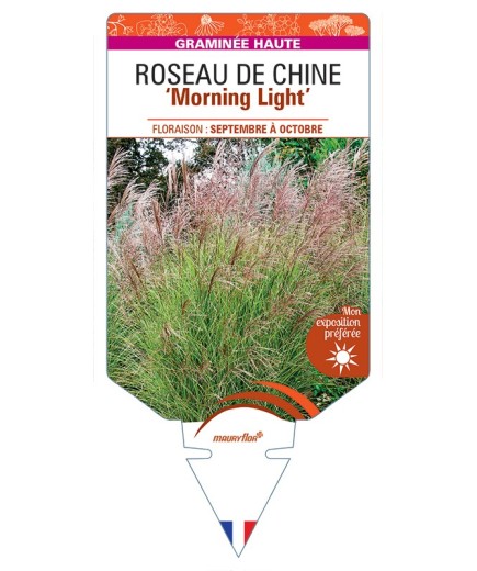 MISCANTHUS sinensis Morning Light voir Roseau de Chine