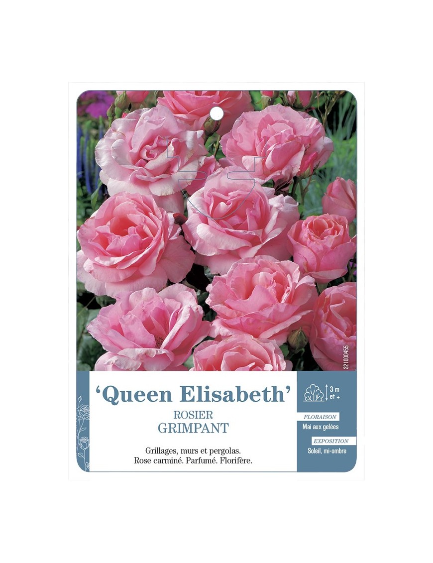 Rosier grimpant QUEEN ELISABETH *