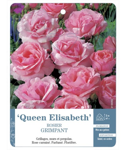 Rosier grimpant QUEEN ELISABETH *