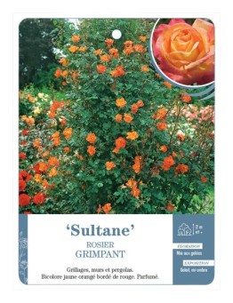 Rosier grimpant SULTANE *