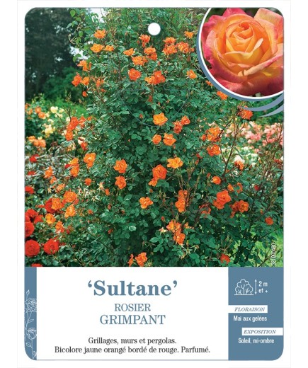 Rosier grimpant SULTANE *