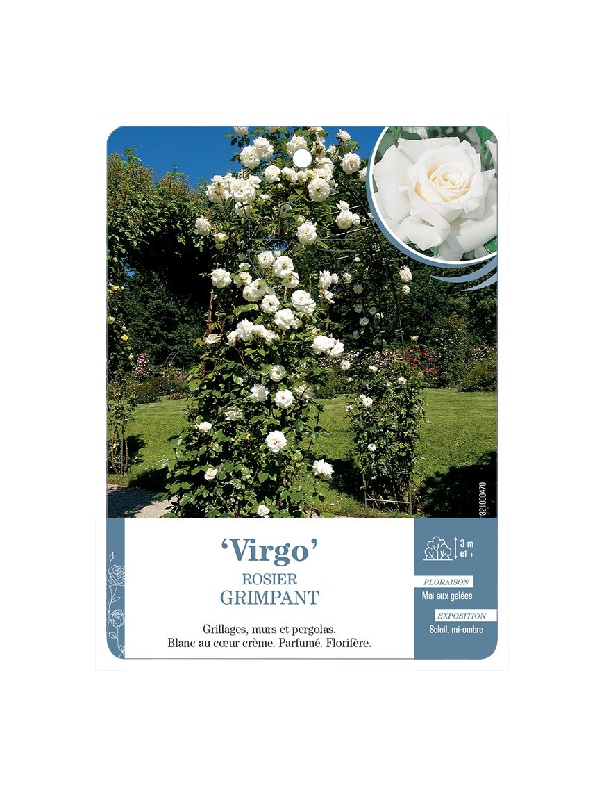 Rosier grimpant VIRGO *