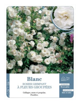 Rosier grimpant BLANC A FLEURS GROUPEES *