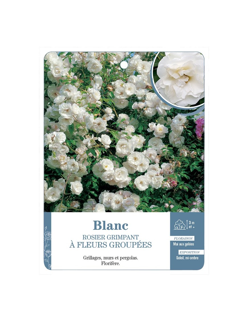 Rosier grimpant BLANC A FLEURS GROUPEES *