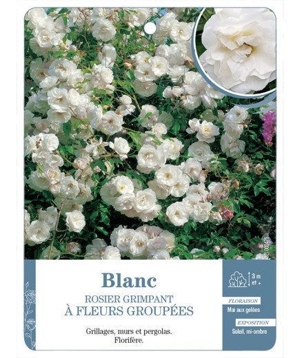 Rosier grimpant BLANC A FLEURS GROUPEES *