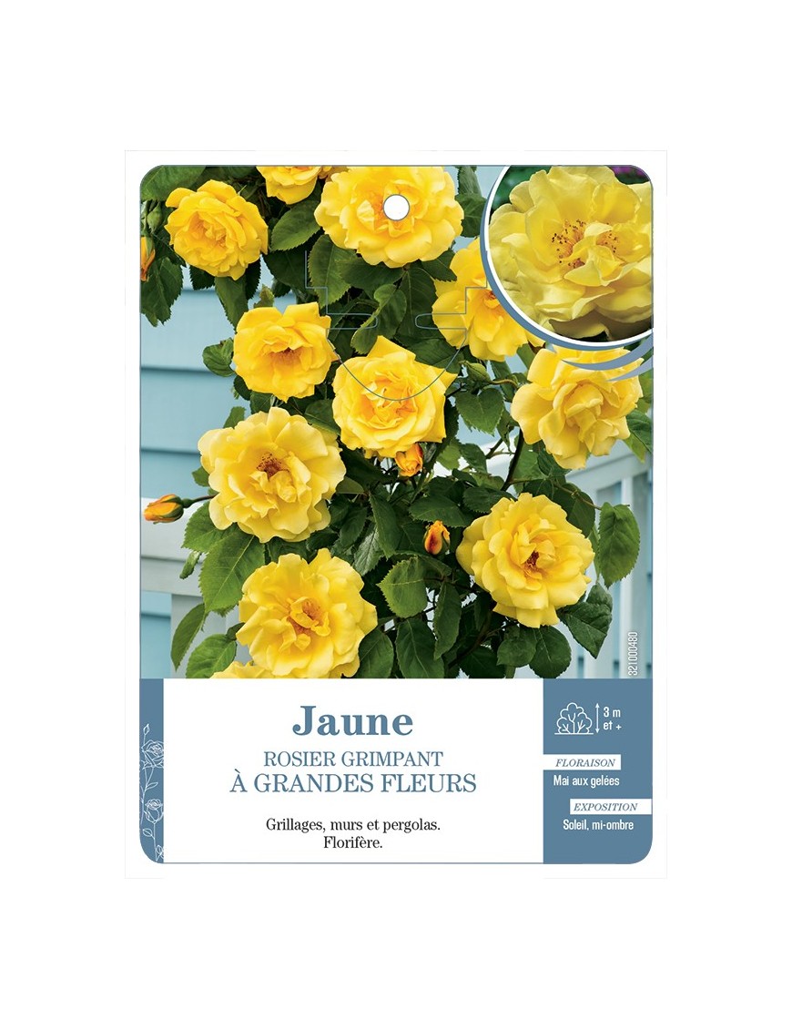 Rosier grimpant JAUNE A GRANDES FLEURS *
