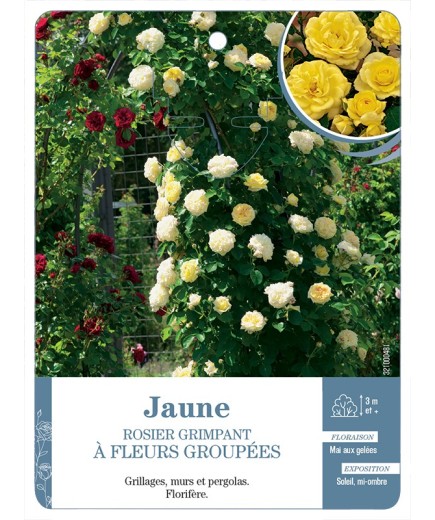 Rosier grimpant JAUNE A FLEURS GROUPEES *