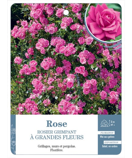 Rosier grimpant ROSE A GRANDES FLEURS *