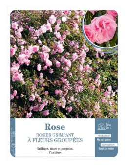 Rosier grimpant ROSE A FLEURS GROUPEES *