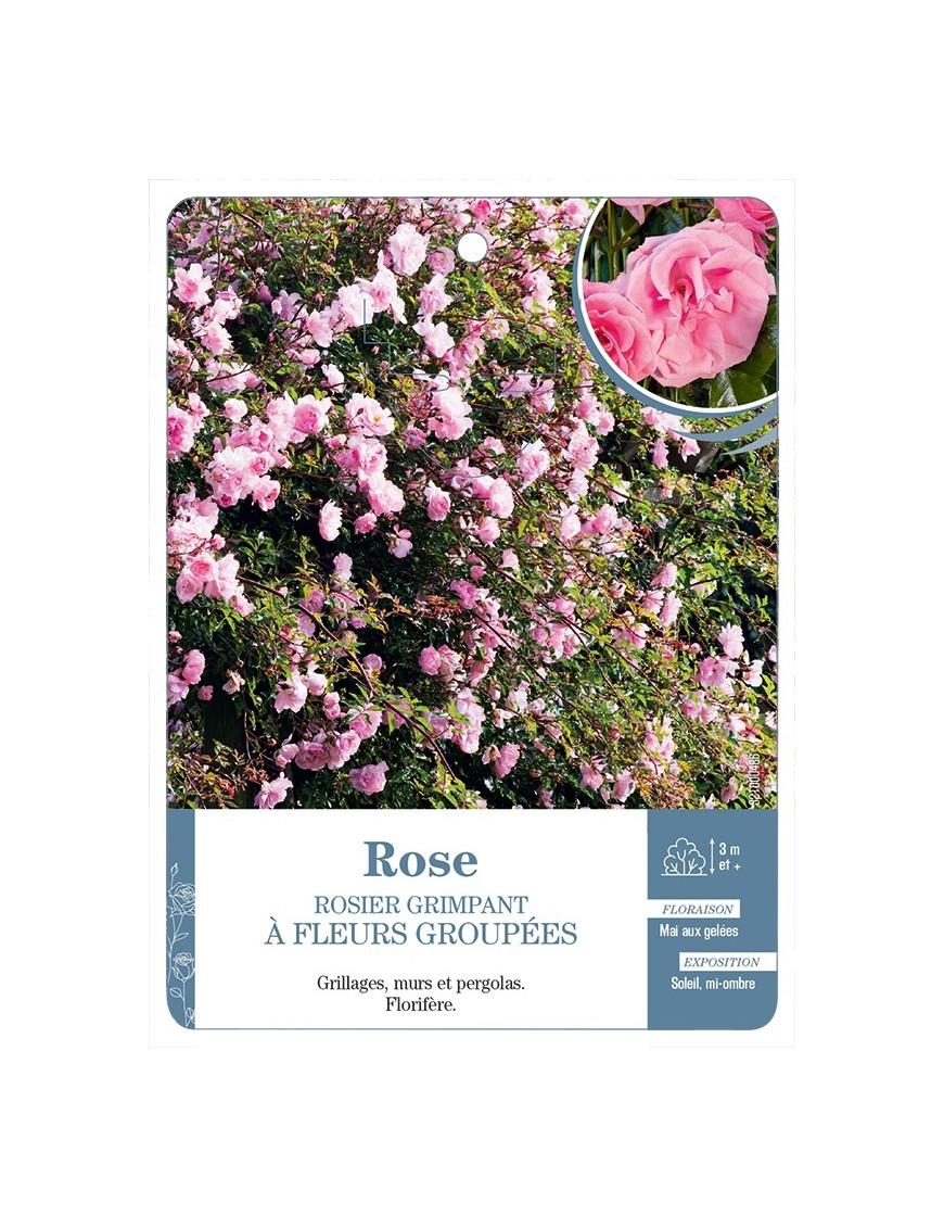 Rosier grimpant ROSE A FLEURS GROUPEES *