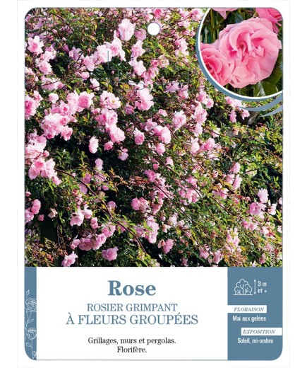 Rosier grimpant ROSE A FLEURS GROUPEES *