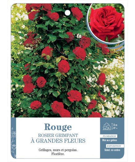 Rosier grimpant ROUGE A GRANDES FLEURS *