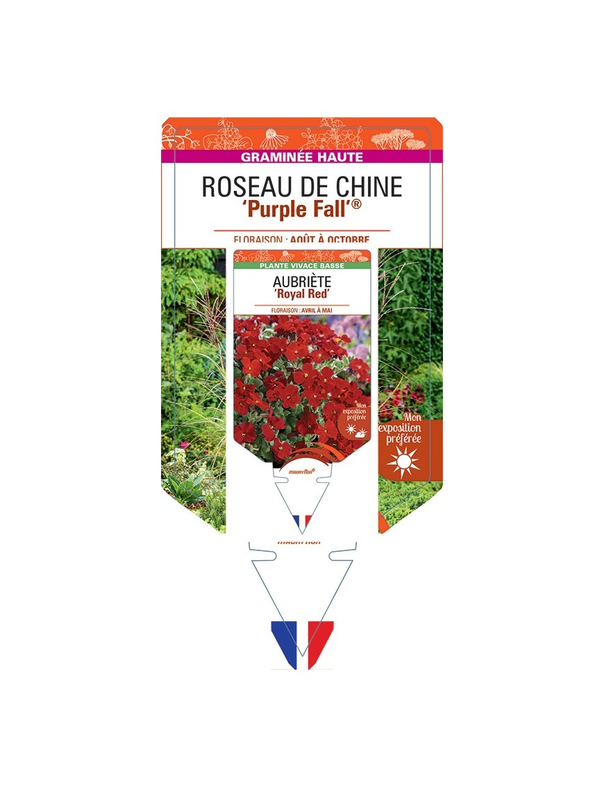 MISCANTHUS sinensis Purple Fall® voir Roseau de Chine