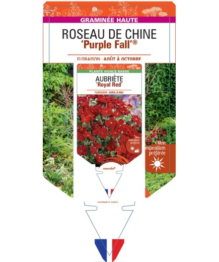 MISCANTHUS sinensis Purple Fall® voir Roseau de Chine