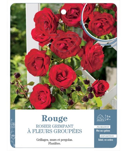 Rosier grimpant ROUGE A FLEURS GROUPEES *