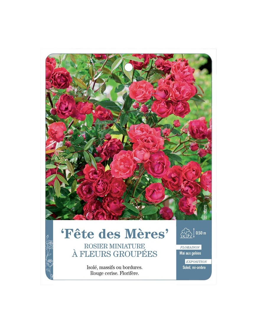 Rosier miniature FÊTE DES MÈRES *