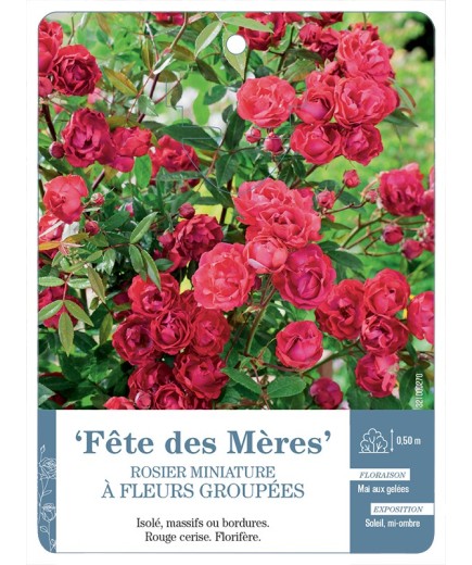 Rosier miniature FÊTE DES MÈRES *