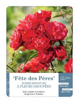 Rosier miniature FÊTE DES PÈRES *