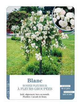 Rosier pleureur BLANC *