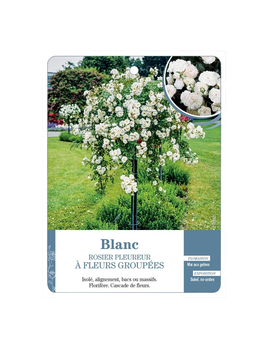 Rosier pleureur BLANC *