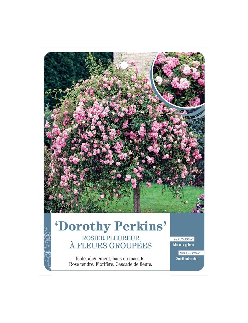 Rosier pleureur DOROTHY PERKINS *
