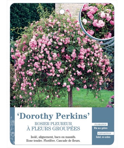 Rosier pleureur DOROTHY PERKINS *