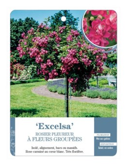 Rosier pleureur EXCELSA *