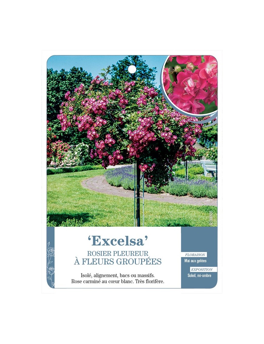 Rosier pleureur EXCELSA *