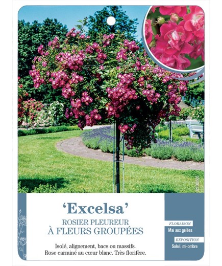 Rosier pleureur EXCELSA *