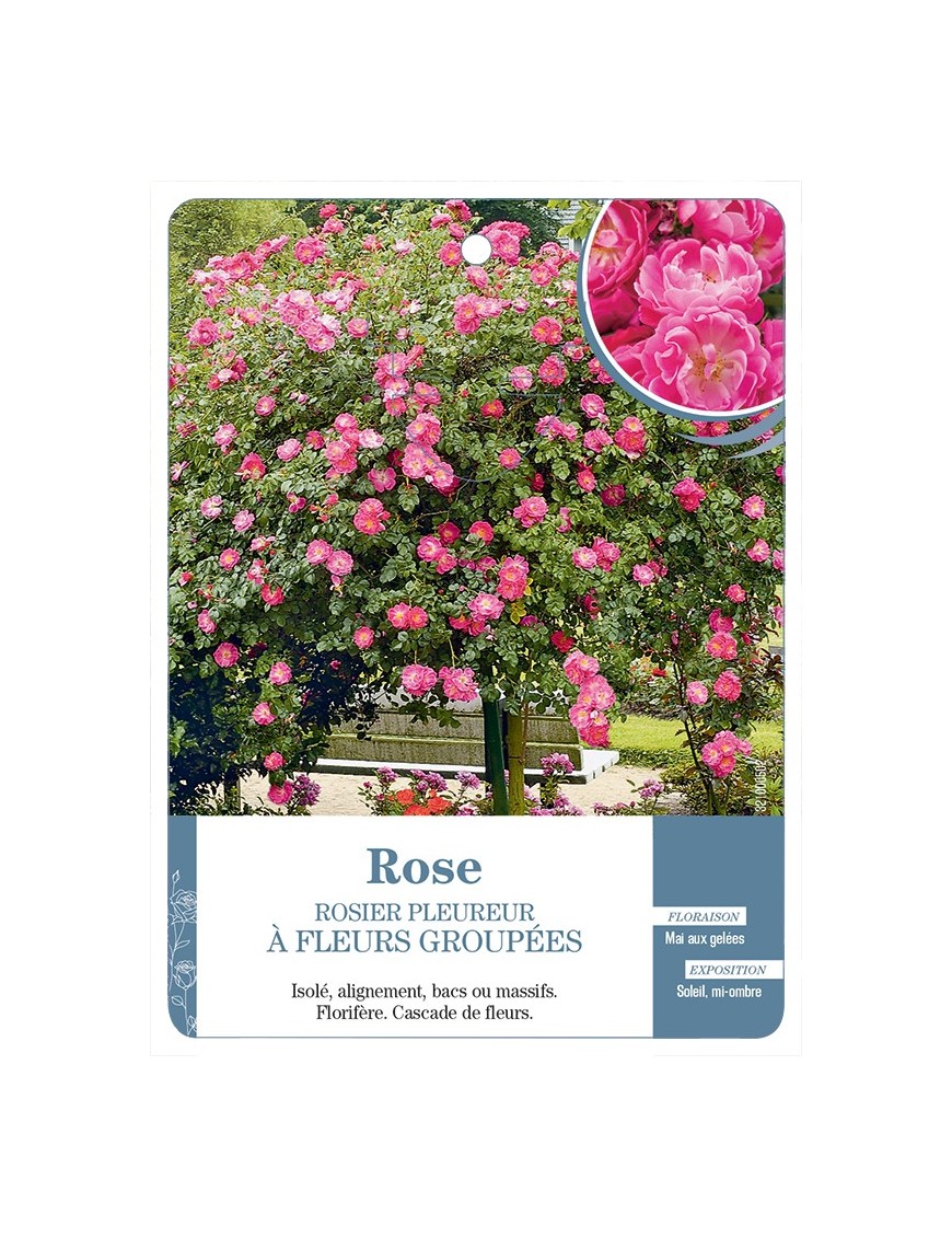Rosier pleureur ROSE *