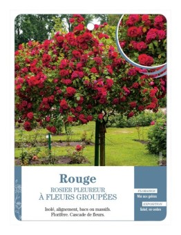 Rosier pleureur ROUGE *
