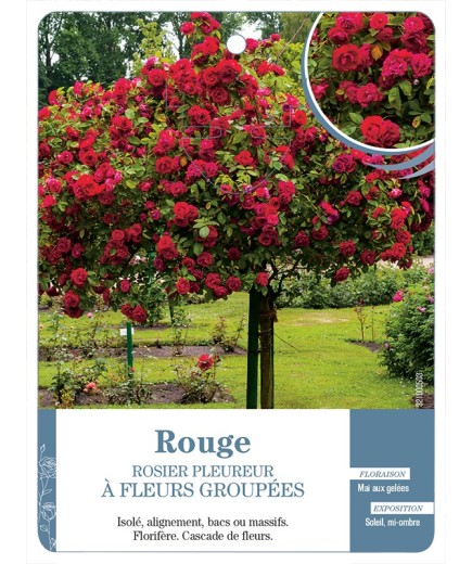 Rosier pleureur ROUGE *