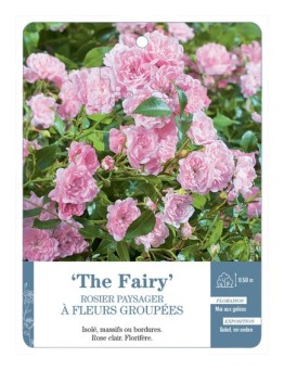 Rosier paysager THE FAIRY *