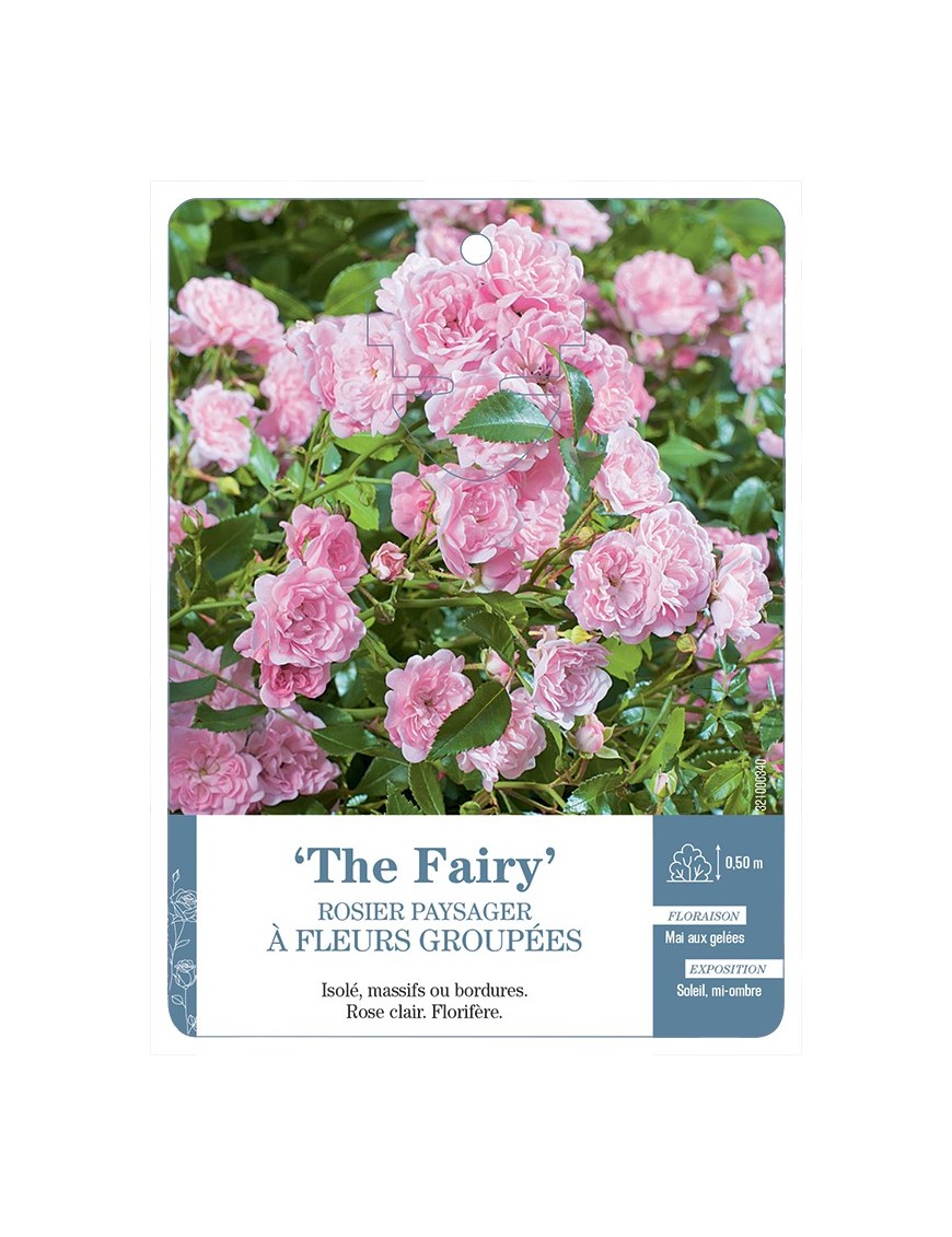 Rosier paysager THE FAIRY *