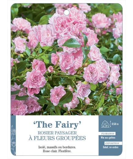 Rosier paysager THE FAIRY *