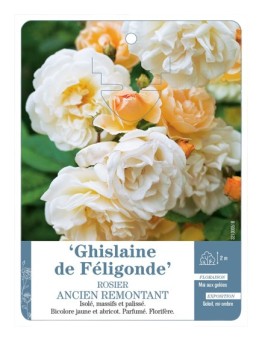 Rosier ancien remontant GHISLAINE DE FELIGONDE
